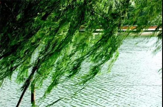 【人社日课·5月10日】工伤保险和商业“意外伤害险”的保障水平一样吗？